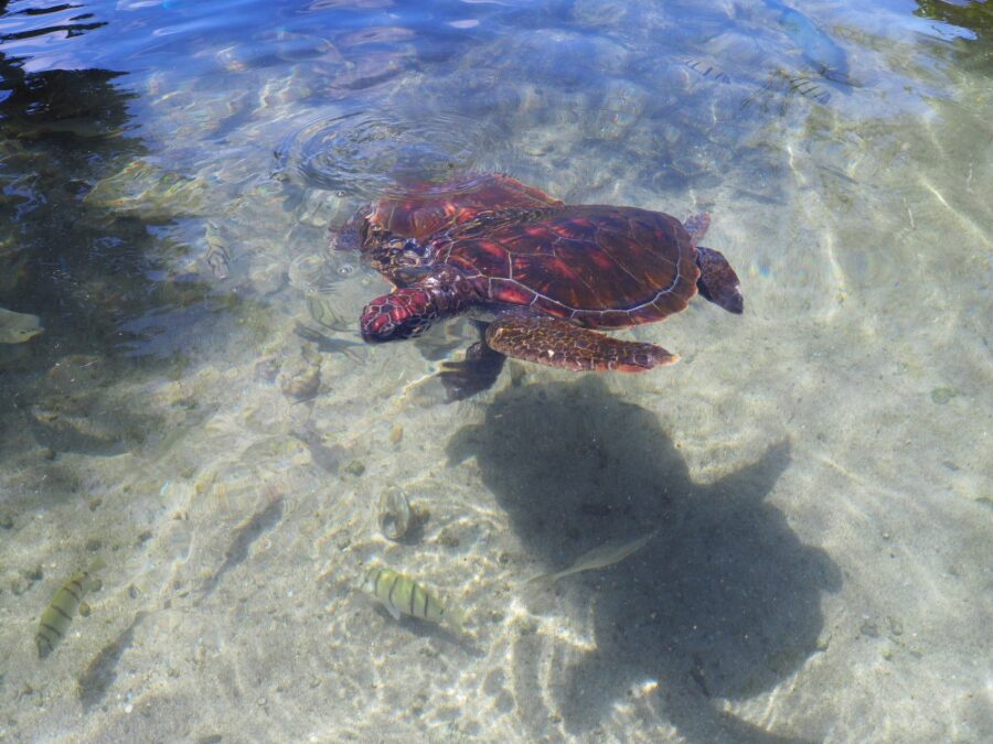 黒島研究所　ウミガメ